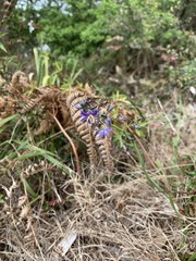 Dianella caerulea