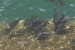 Sarotherodon melanotheron