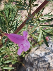 Incarvillea olgae