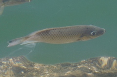 Sarotherodon melanotheron