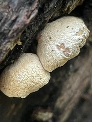 Panellus