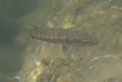 Sphyraena barracuda