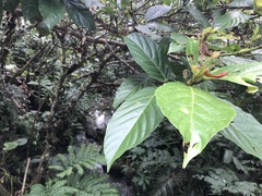 Ficus benguetensis