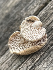 Panellus