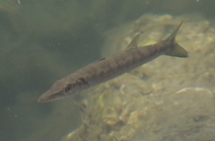 Sphyraena barracuda