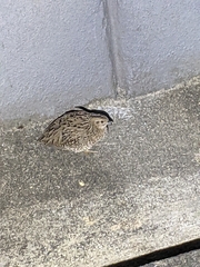 Coturnix pectoralis