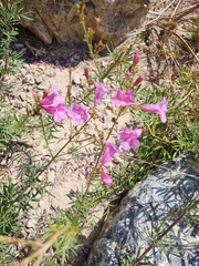 Incarvillea olgae