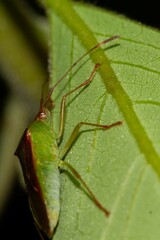 Amblypelta bilineata