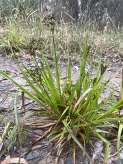 Juncus planifolius