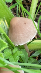 Psathyrella