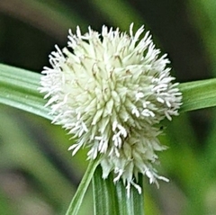 Cyperus mindorensis