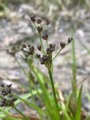 Juncus planifolius