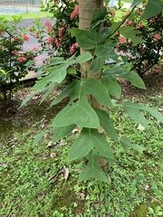 Liriodendron