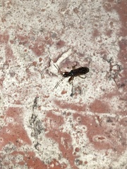 Myodocha serripes