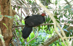 Alectura lathami lathami