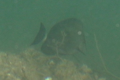 Acanthuridae