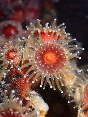 Corynactis californica