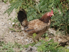 Gallus gallus domesticus