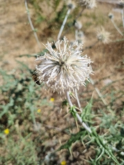 Echinops maracandicus