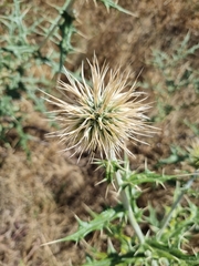 Echinops maracandicus
