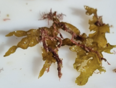 Sargassum