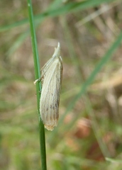 Ematheudes punctella