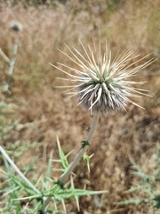 Echinops maracandicus