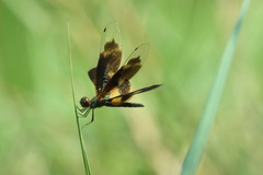 Rhyothemis variegata