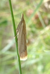 Ematheudes punctella