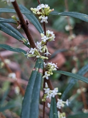 Pimelea axiflora axiflora