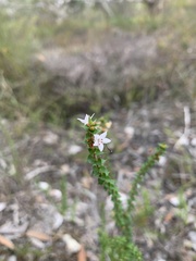 Epacris