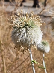 Echinops maracandicus