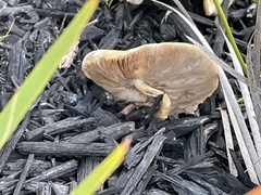 Agrocybe praecox