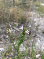 Epacris