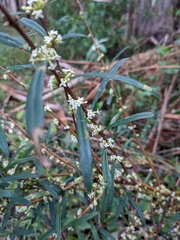 Pimelea axiflora axiflora