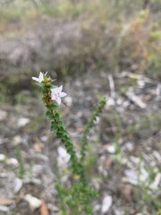 Epacris