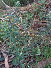 Pimelea axiflora axiflora