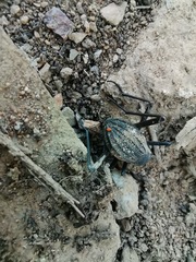 Tenebrionidae