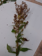 Solidago virgaurea