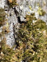 Orthotrichum diaphanum