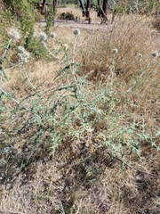 Echinops maracandicus