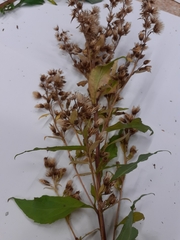 Solidago virgaurea