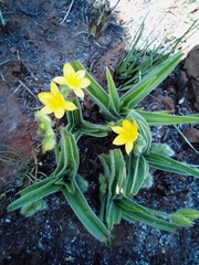 Hypoxis