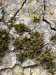 Orthotrichum diaphanum