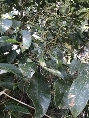 Turpinia formosana