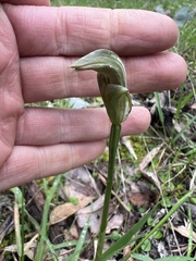 Pterostylis