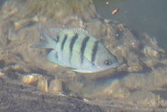 Abudefduf abdominalis