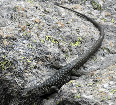 Archaeolacerta bedriagae