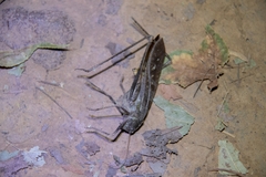 Mecopoda