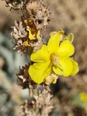 Verbascum songaricum